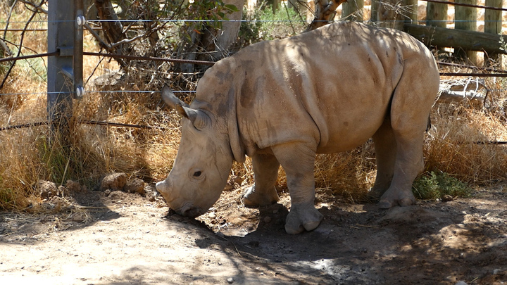 The 15-month-old calf sustained a large trauma injury which caused extensive internal bleeding.