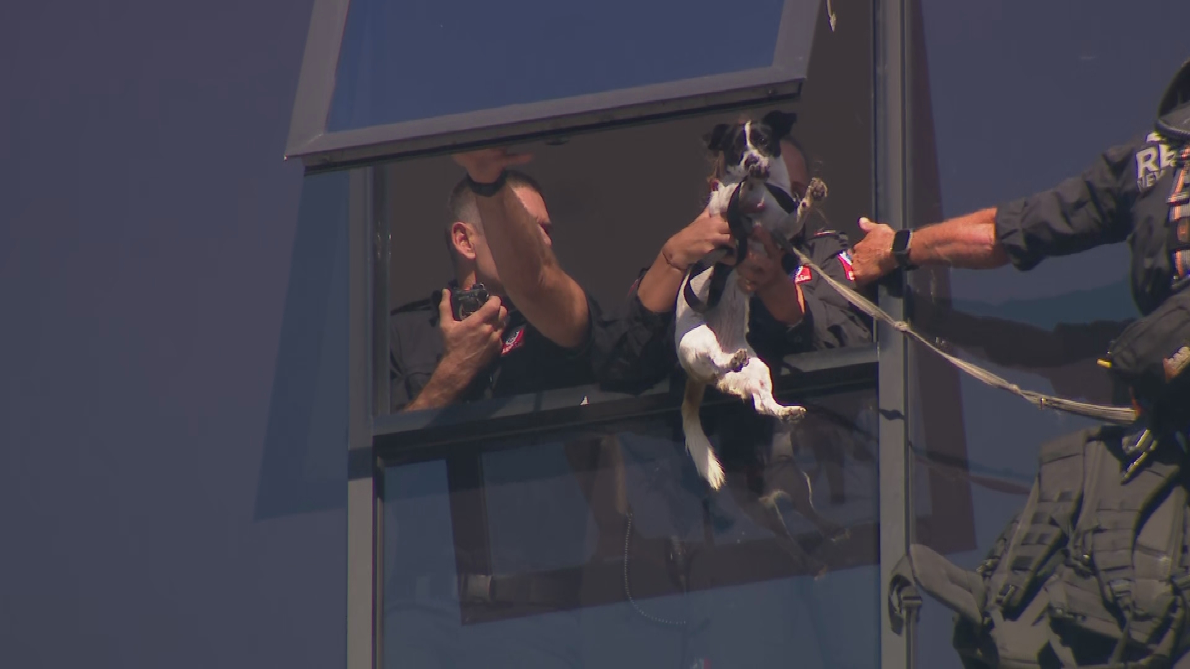 Elbie the Jack Russell was rescued from the 13th storey ledge of the Meritan apartments in Dee Why on Sydney's northern beaches.