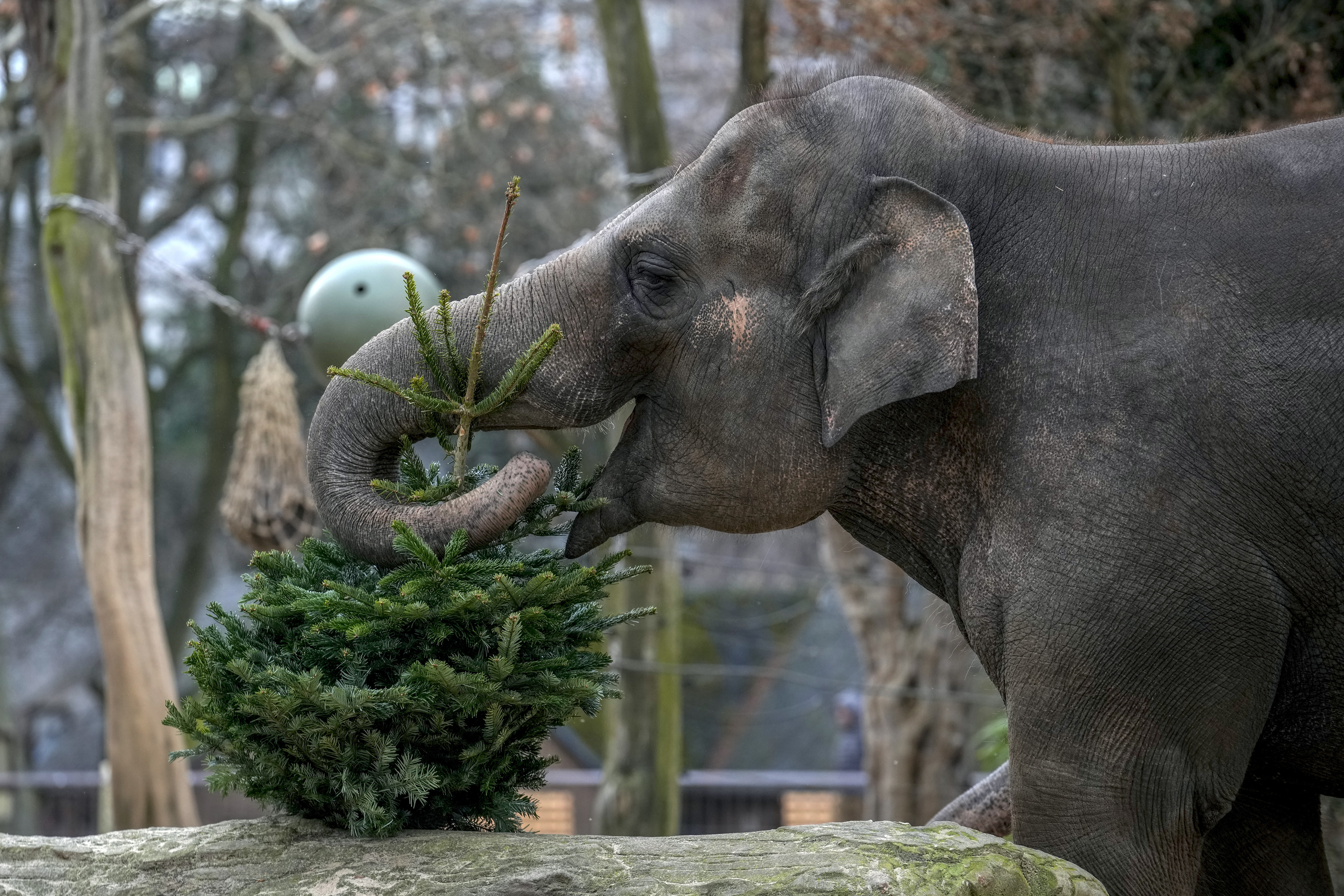 Berlin Zoo