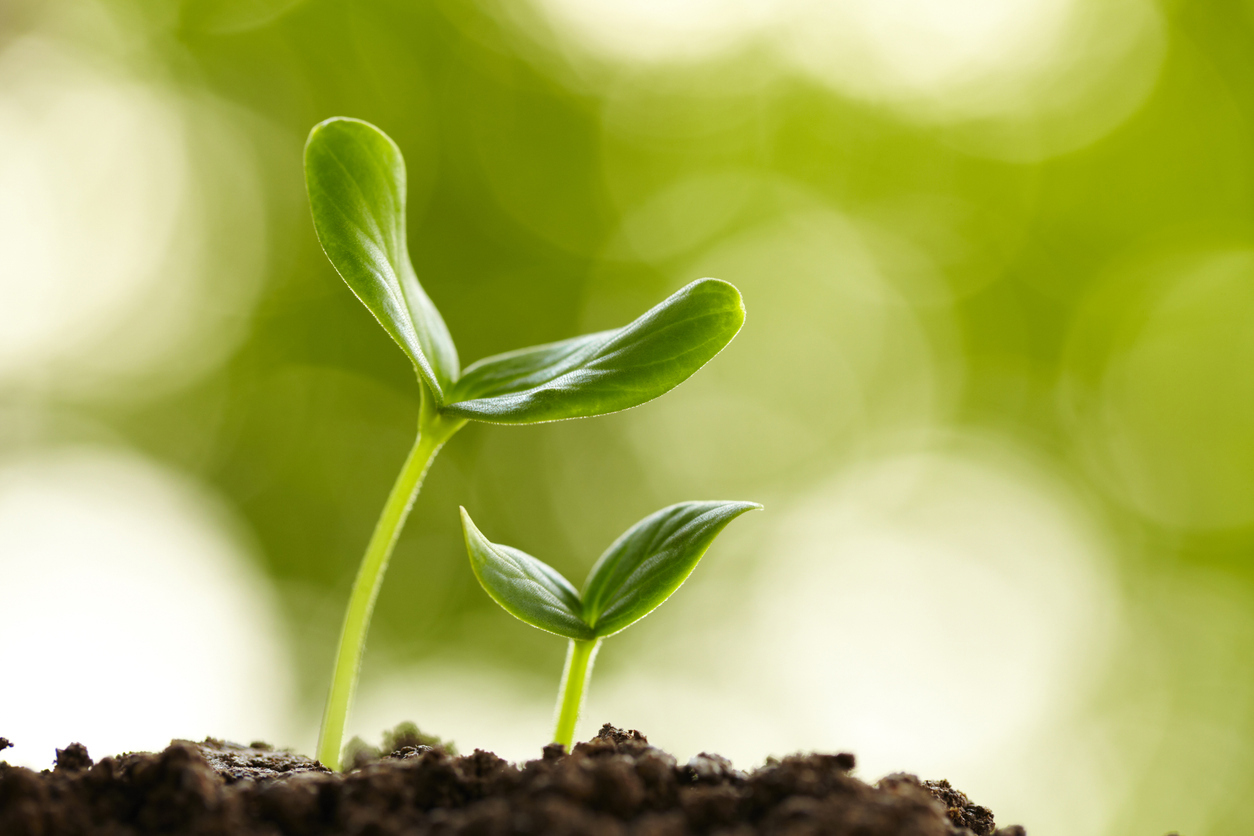 Científicos australianos ayudarán a cultivar plantas en la luna