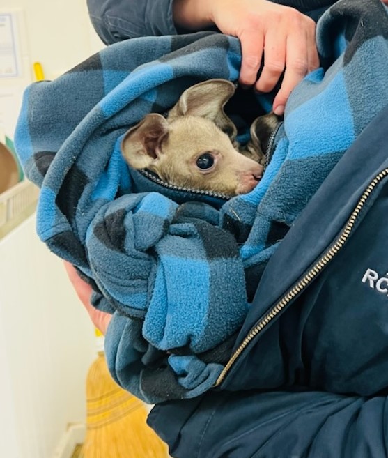 The kangaroo joeys were allegedly found to be illegally kept by a 27-year-old man in the NSW's Hunter Valley region. 