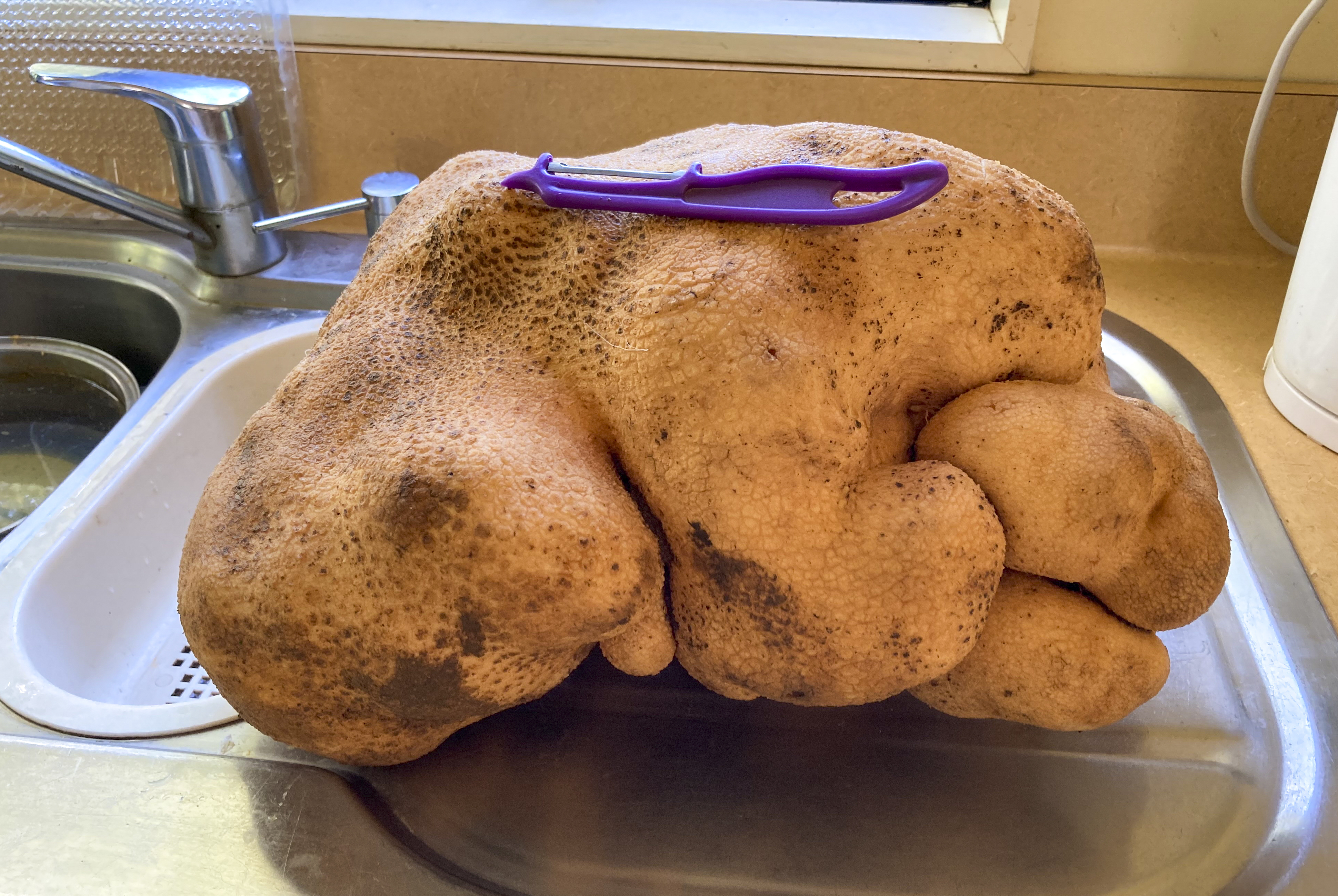 'Doug' the potato sits on kitchen bench at Donna and Colin Craig-Browns home near Hamilton. 