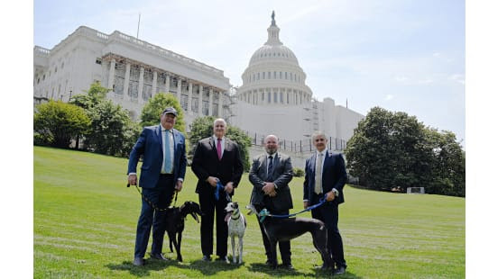 Ex perros australianos de carreras buscarán nuevas vidas como mascotas de terapia para policías de EE. UU.