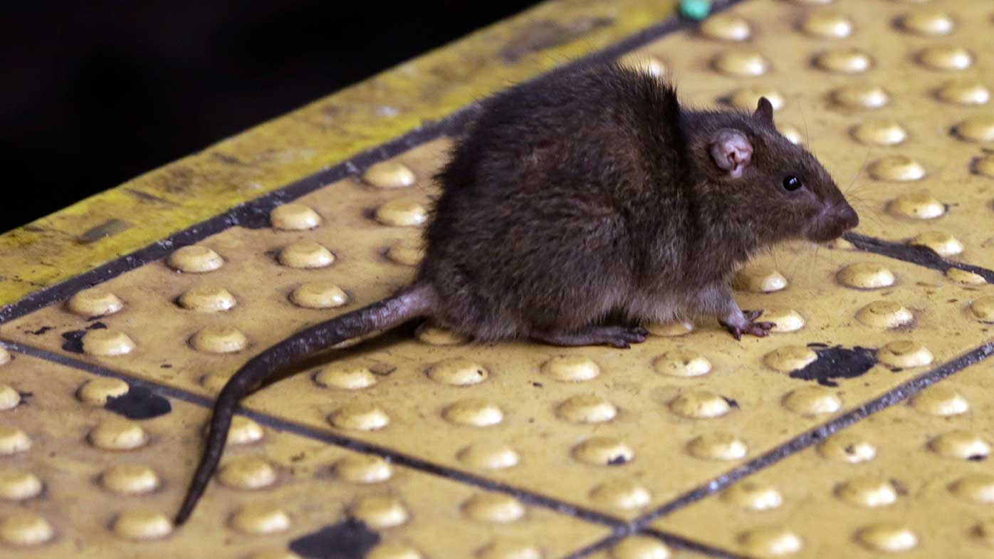 Las ratas son una presencia omnipresente en los subterráneos de Nueva York.
