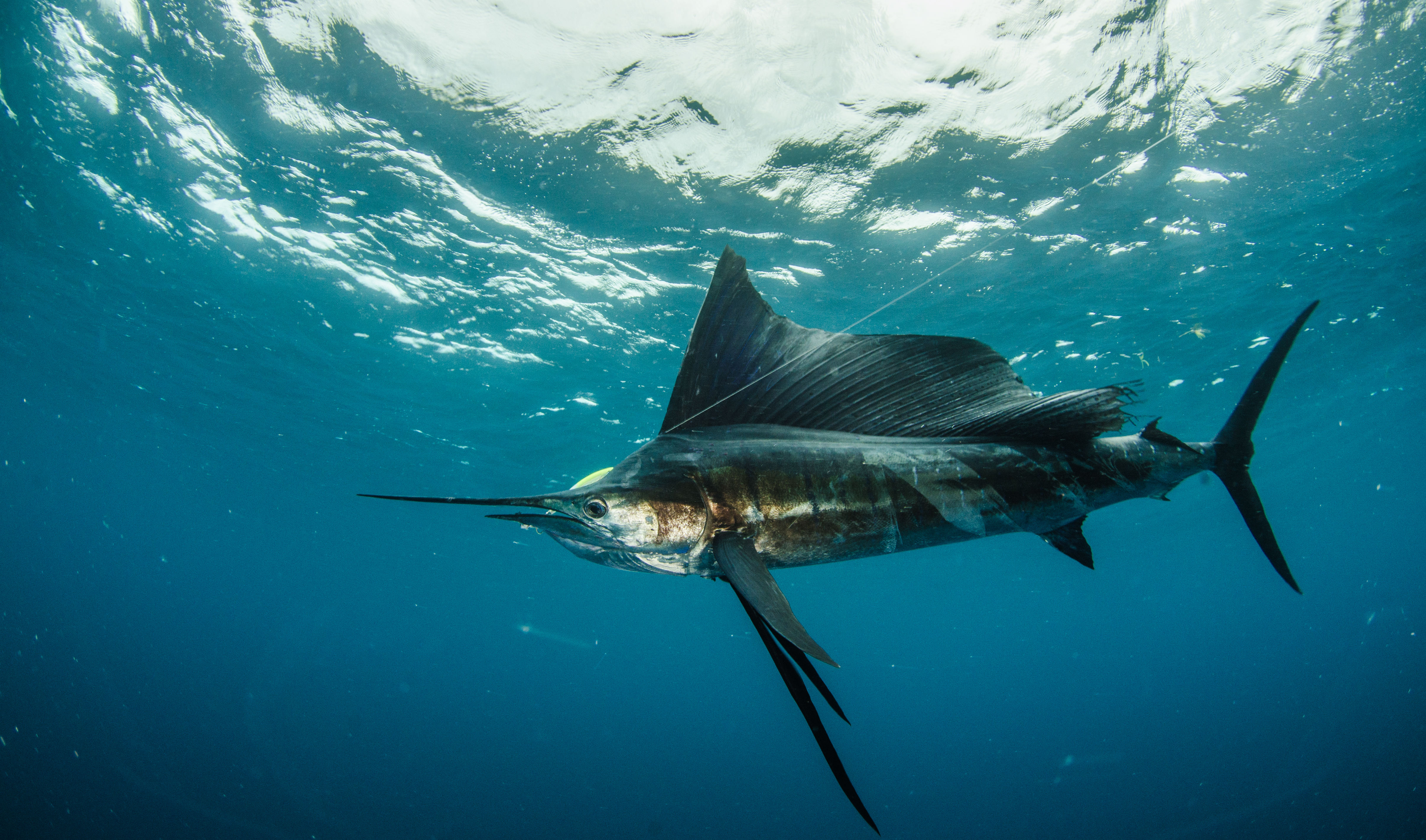 Un pez vela lucha contra el señuelo en un viaje de pesca en las Seychelles.  El pez de la foto no es el pez que apuñaló a Katherine Perkins.