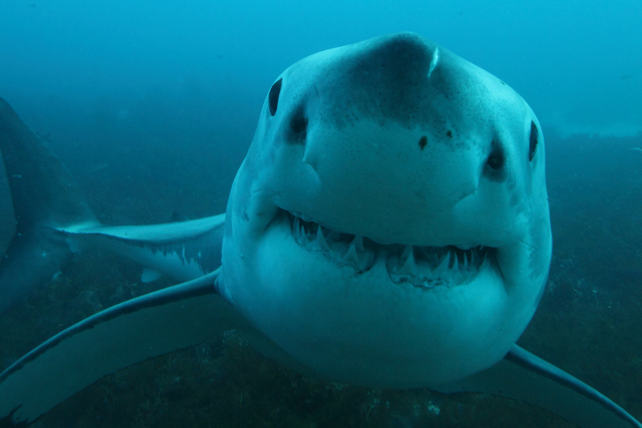 great white shark, Carcharodon carcharias, Neptune Islands, South Australia, Indian Ocean