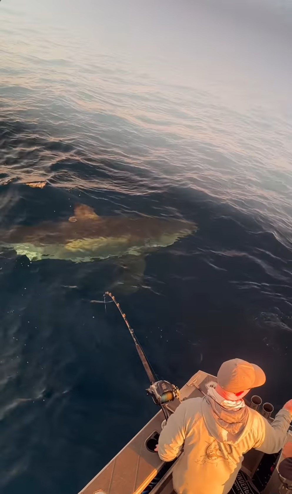 Great white shark approaches fishers off Port Stephens, New South Wales. 