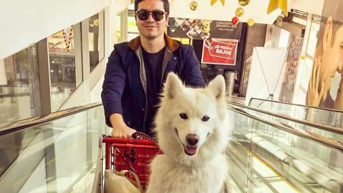 Urban Designer, Carlos Reyes, 35, in Melbourne, has been in the process of bringing his dog Zeus a Samoyet, from Colombia for more than two years.