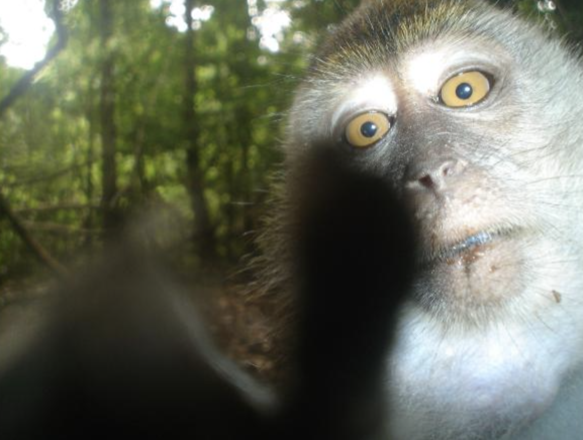 Hidden cameras give glimpse into life of rare and threatened animals