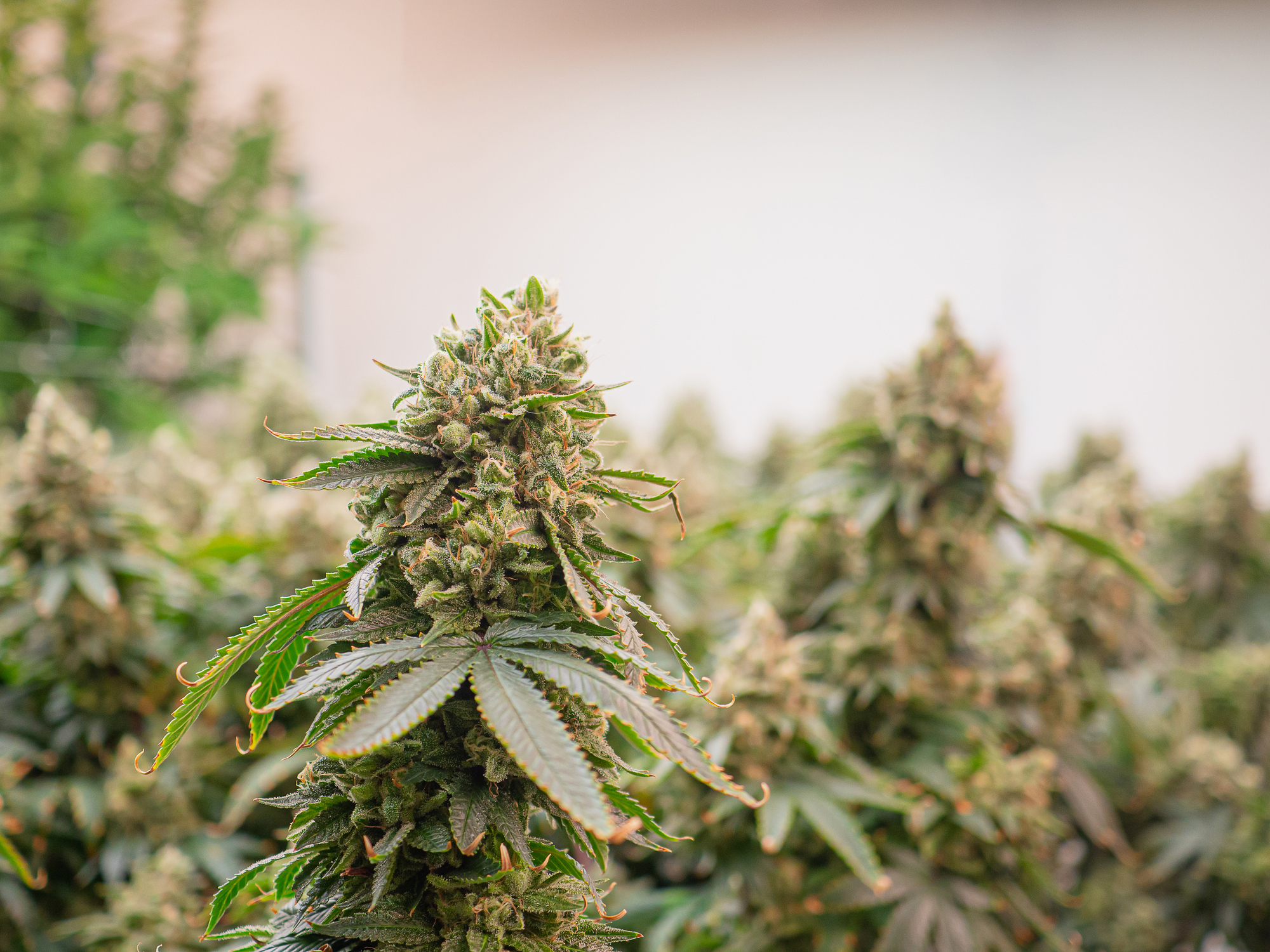 Premium cannabis plant ready for harvest in a greenhouse. The buds are large and dense. The trichomes on the buds clearly indicate that the plant is ready to harvest.