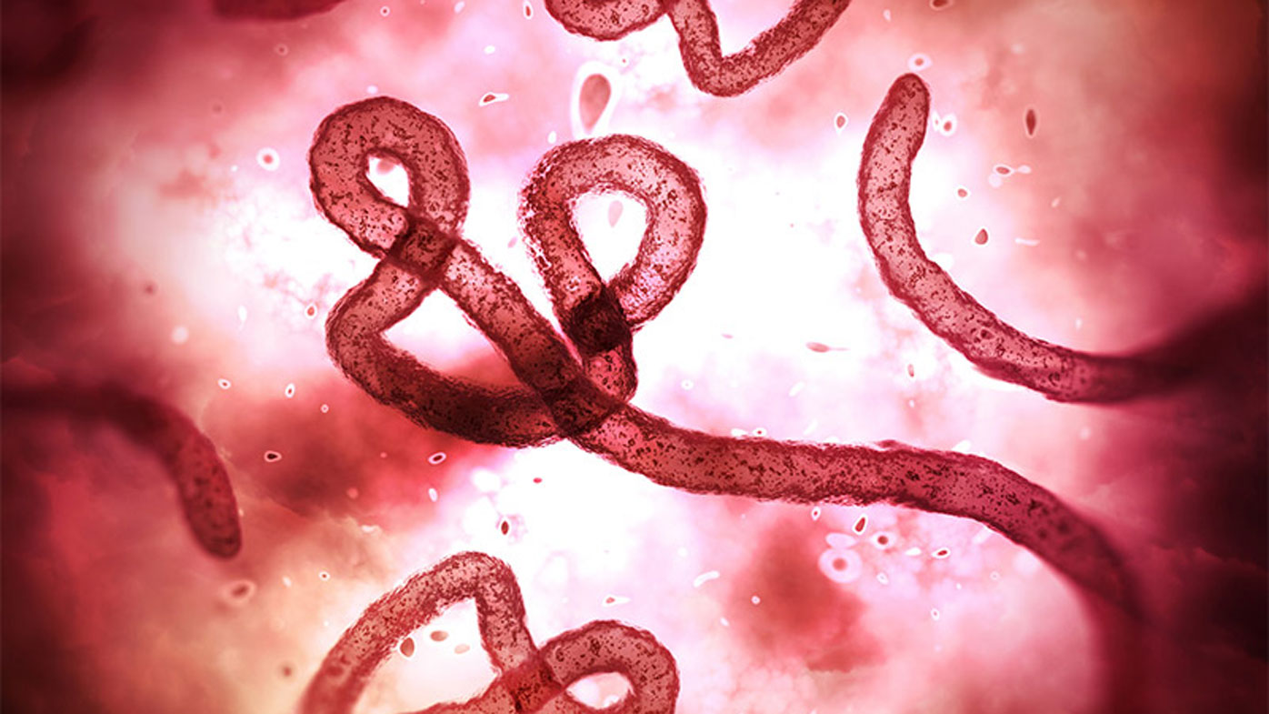 The Ebola virus under a microscope.