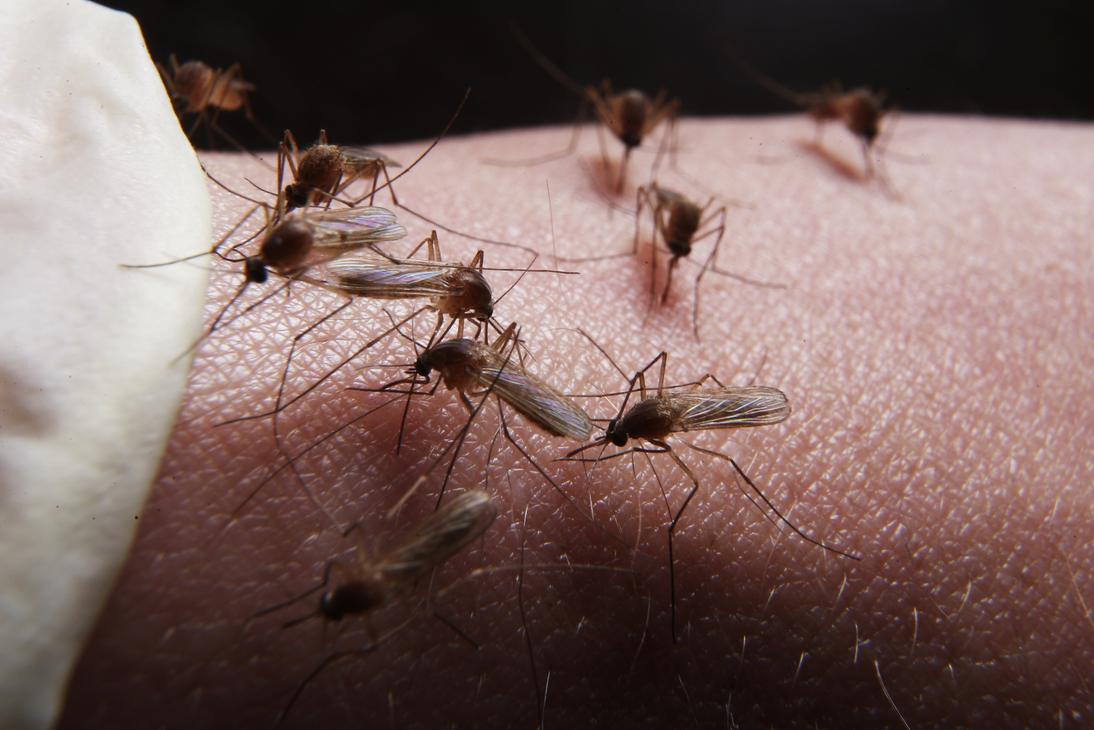 Experts are tipping an increase in mosquito numbers caused by heavy rainfall. 