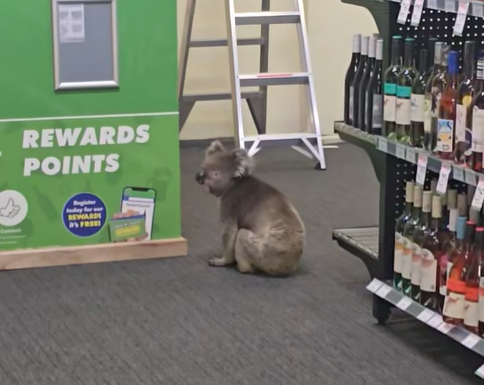 A koala wandered into The Queenscliffe Family Hotel on Kangaroo Island this week.