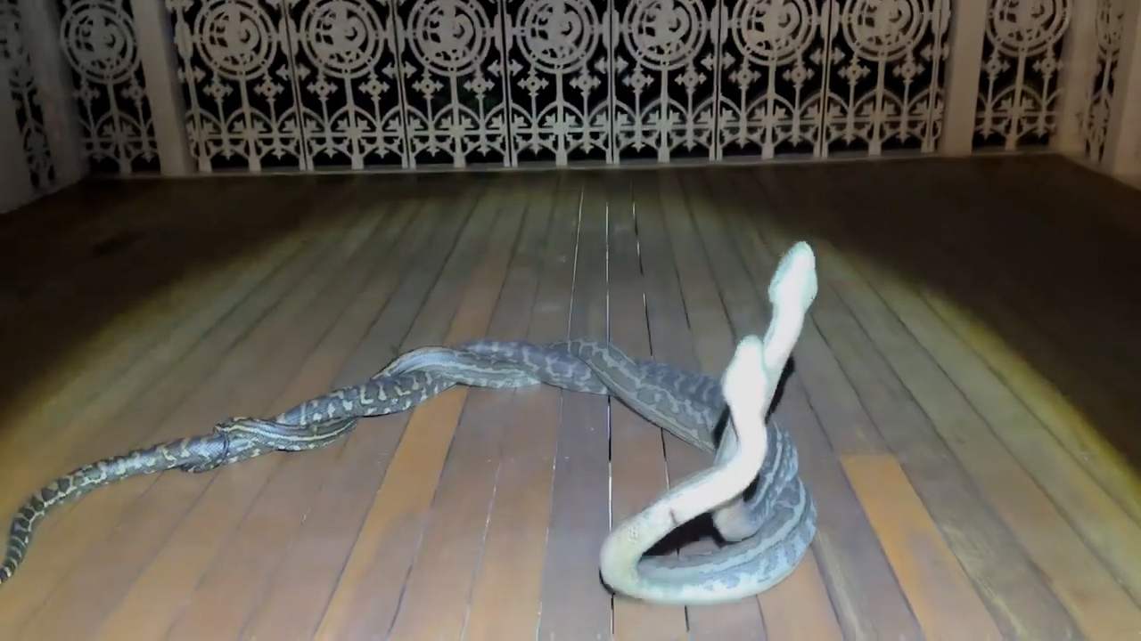 The homeowners were alarmed by the behaviour and called suburban wildlife manager Bryce Lockett for help.