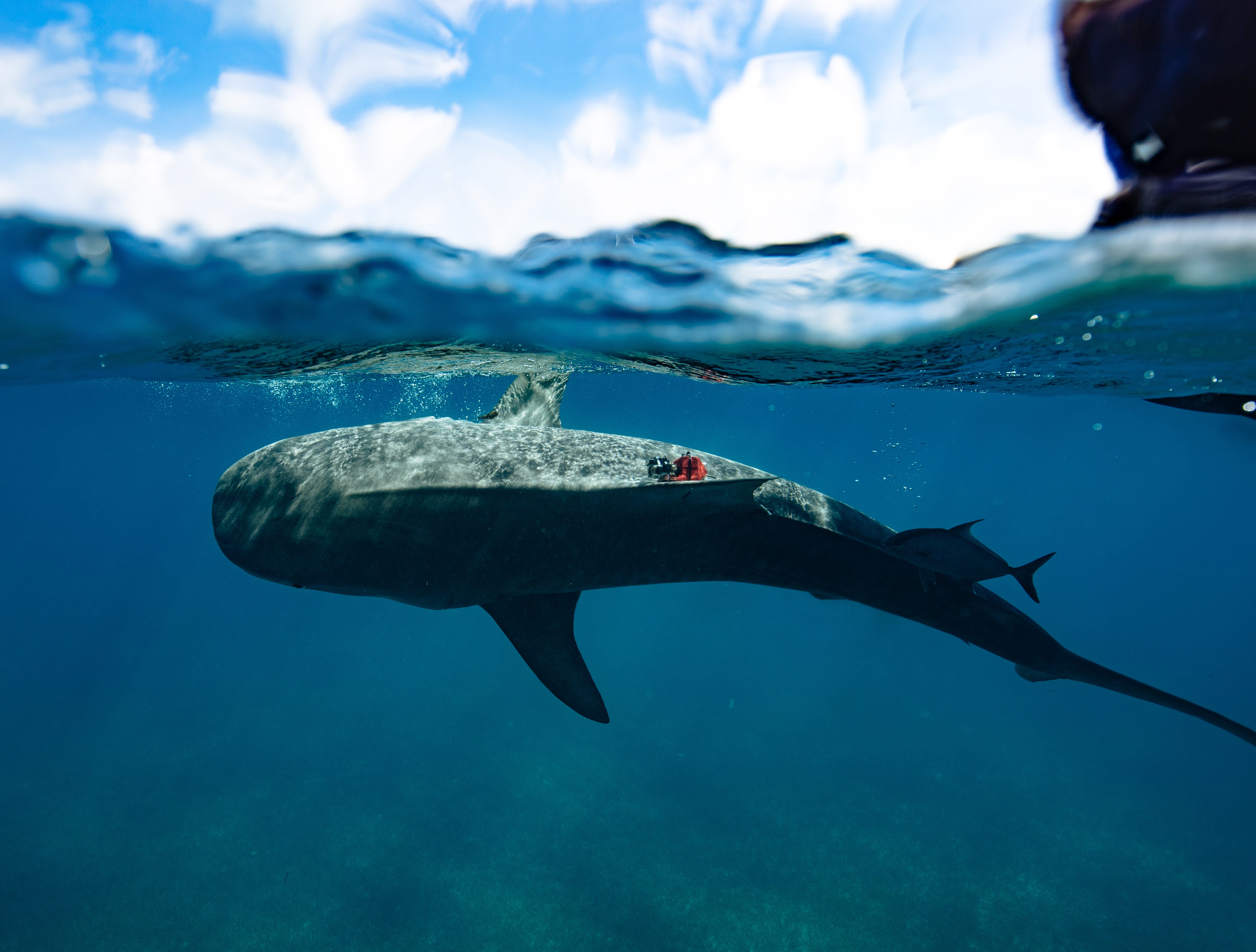 The scientists deployed bio-logger tags equipped with cameras on tiger sharks. Review of this footage showed significant time spent in seagrass habitat, and sparked the initial curiosity around the seagrass meadows of The Bahamas.   