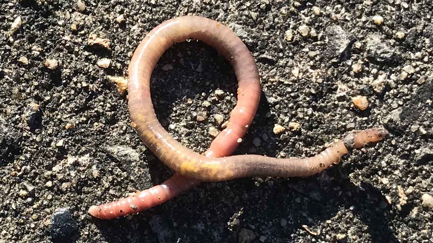 Why do worms end up on footpaths after rain?