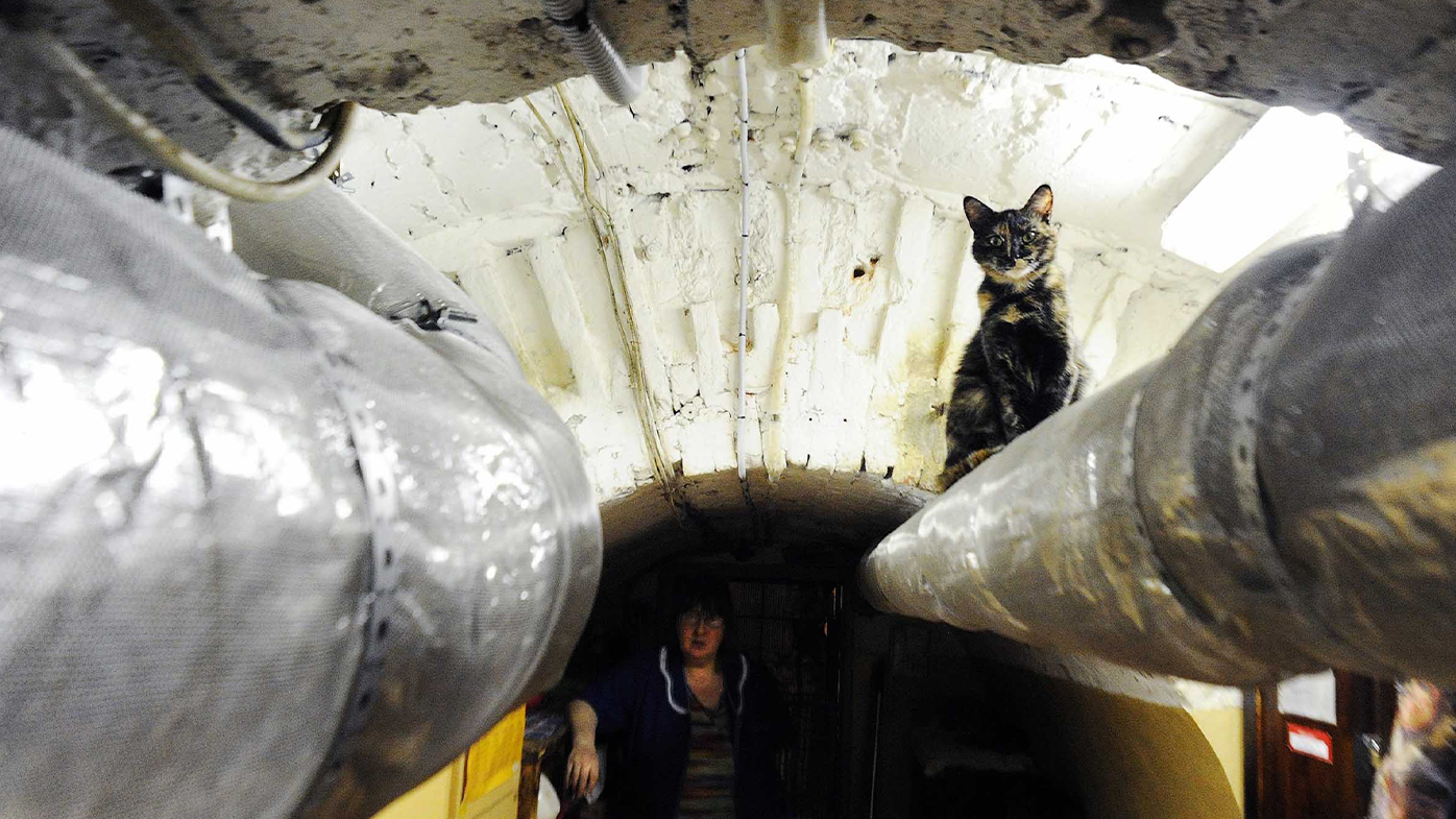 The cats live in the museum's basement. 