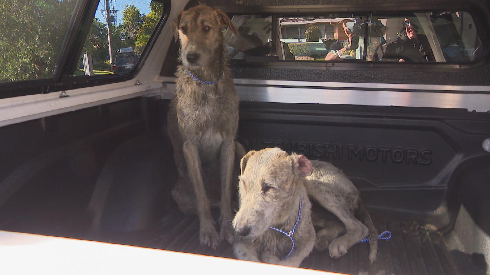 The 34-year-old woman ran into neck-deep mud by the Georges River to try and escape from the animals.She broke her arm, needs surgery on her hand and had been bitten on the face, neck and legs.﻿