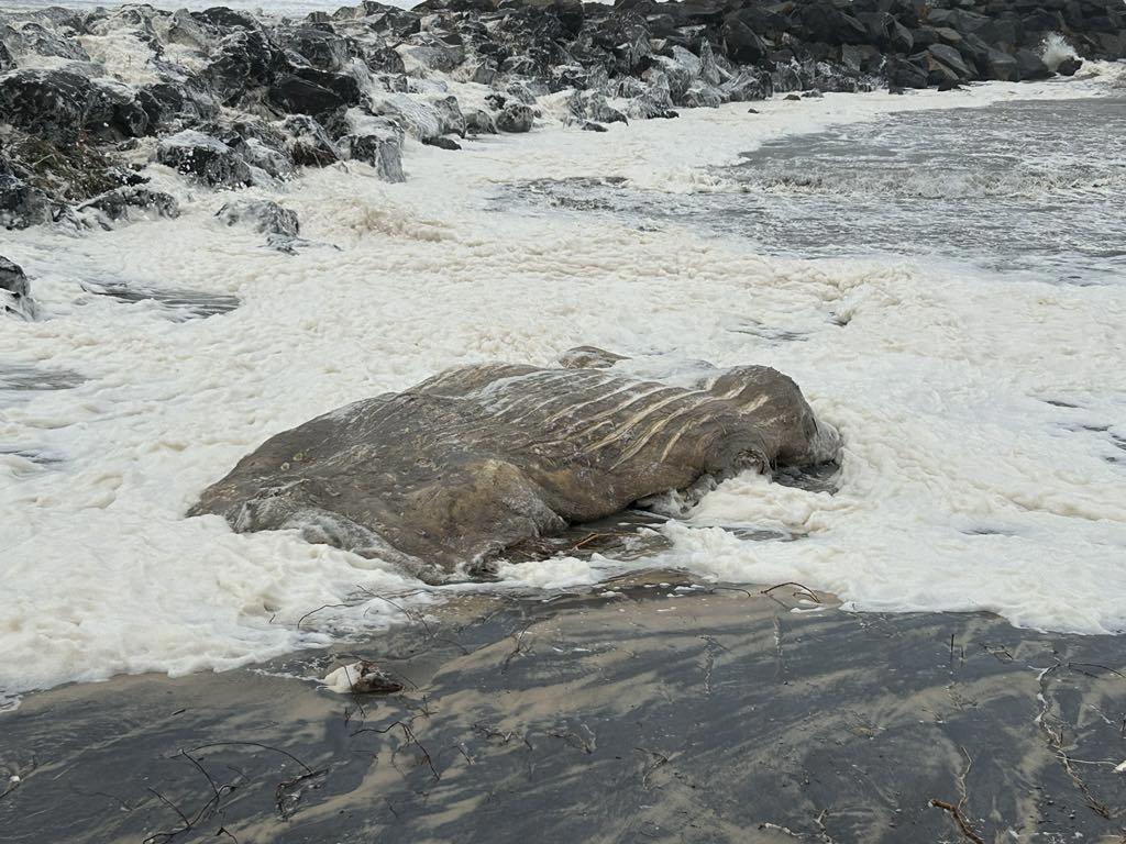 Old whale carcass washes up in massive swells caused by Alfred