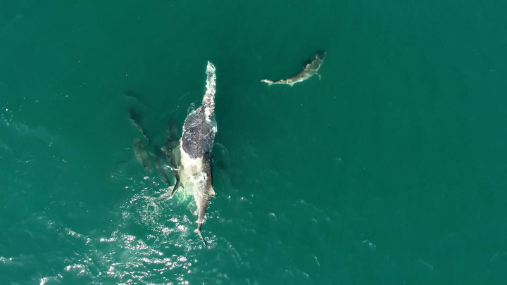 About 50 tiger sharks were seen feasting on the carcass.