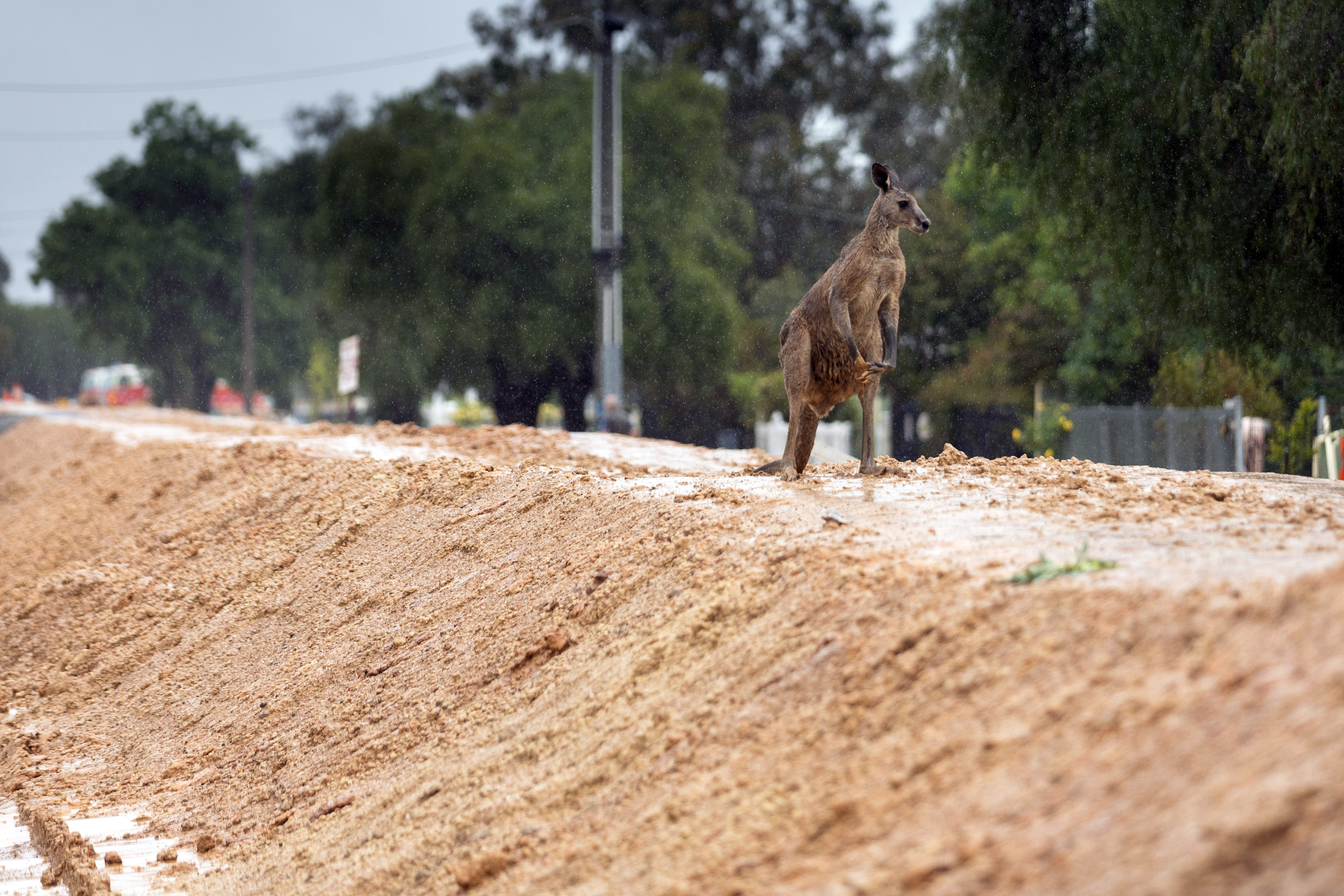 A kangaroo on the Echuca flood levee