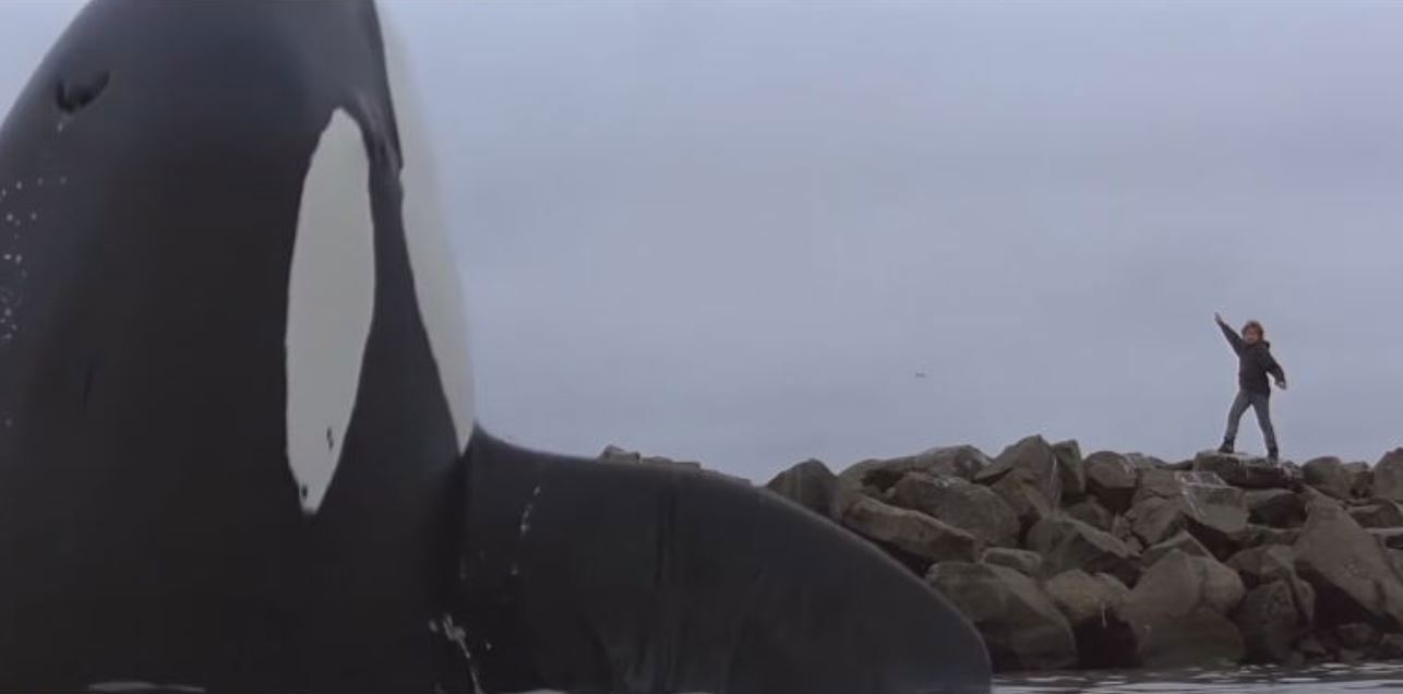 Free Willy Jason Richter