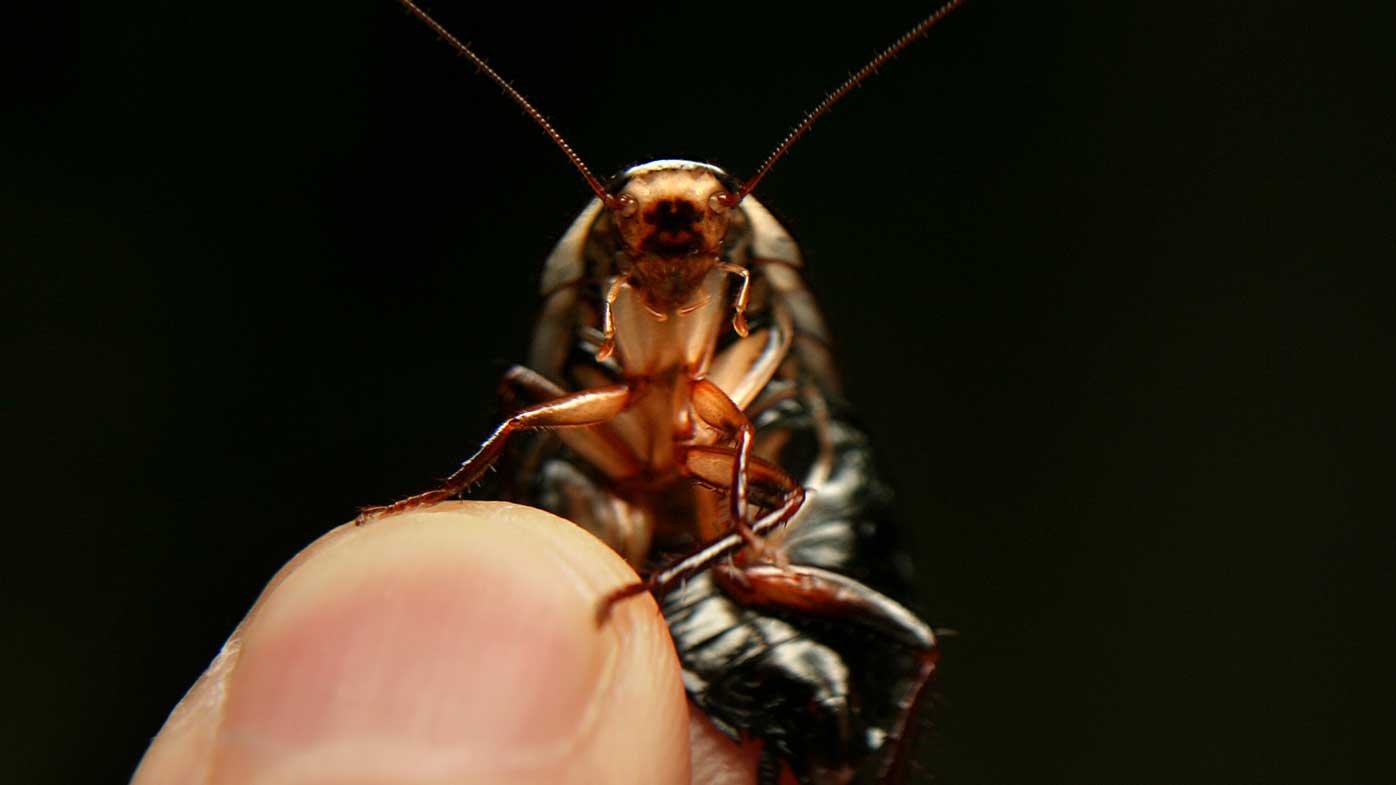 Cockroaches are uniquely qualified to survive a meteor strike.