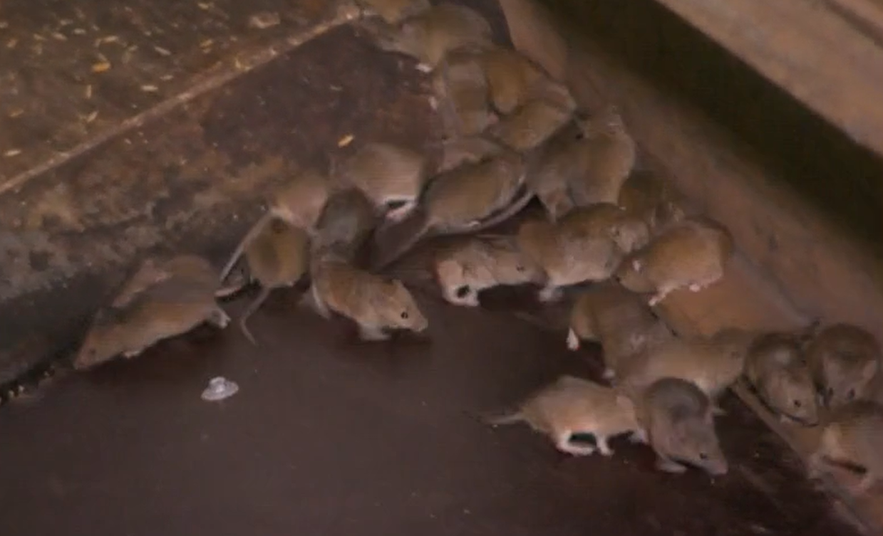 Australian mouse plague: 'napalming' rodents could kill native and