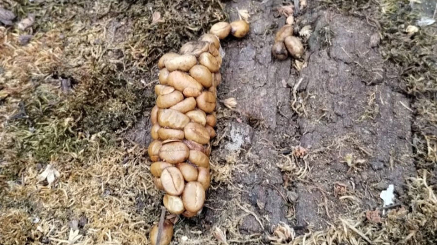 Faeces, also known as a scat, of the Asian common palm civet, photographed in situ before collection by the authors.
