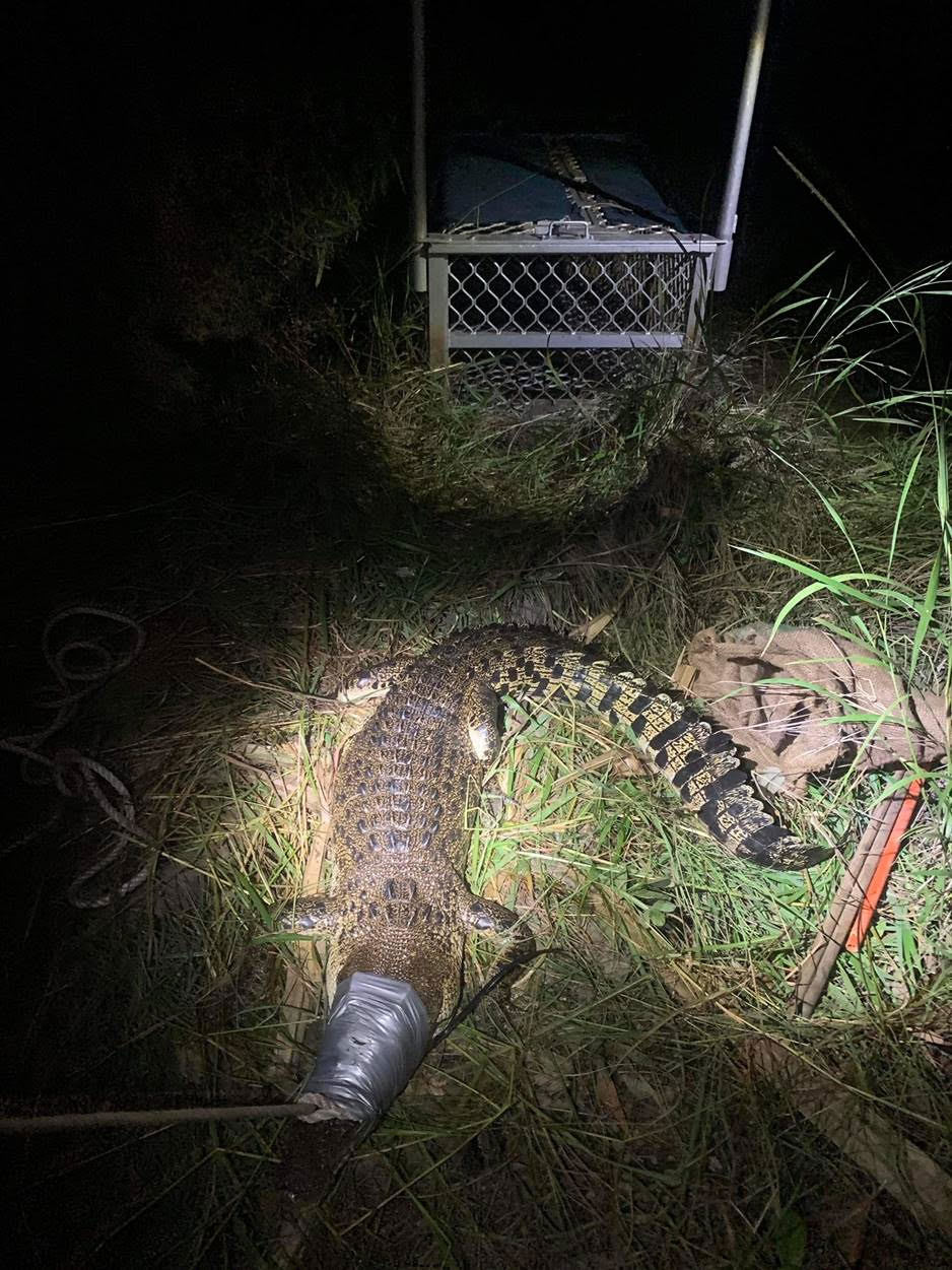 A teenage girl is lucky to be alive after she was attacked by a large saltwater crocodile ﻿in south Darwin.
