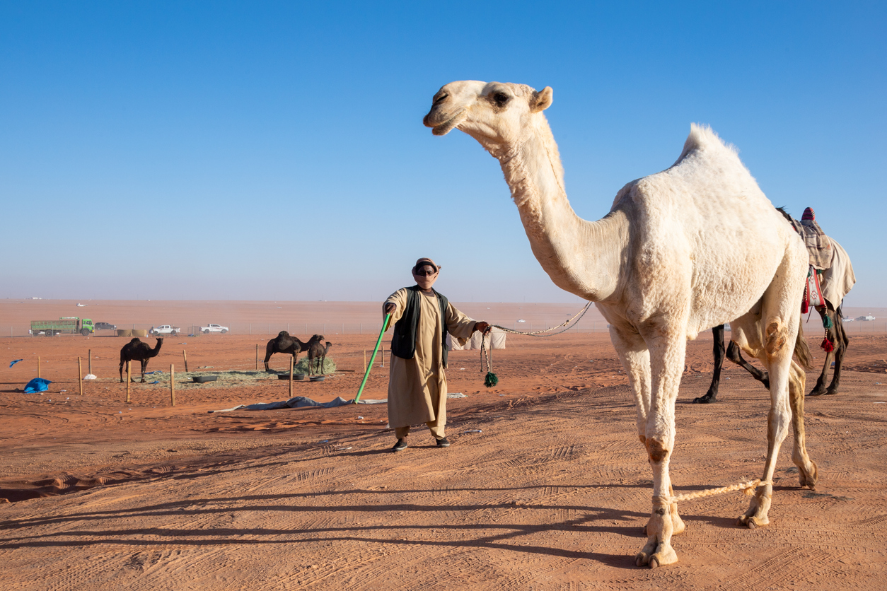 The King Abdulaziz Camel Festival, often referred to as the Mondial Miss Camel Pageant, is an annual heritage festival with various competitions held in Rimah near Riyadh, Saudi Arabia.