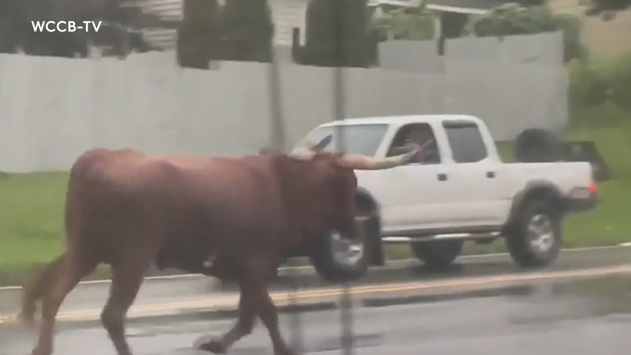 Members of the public are advised not to approach the scared animal. 