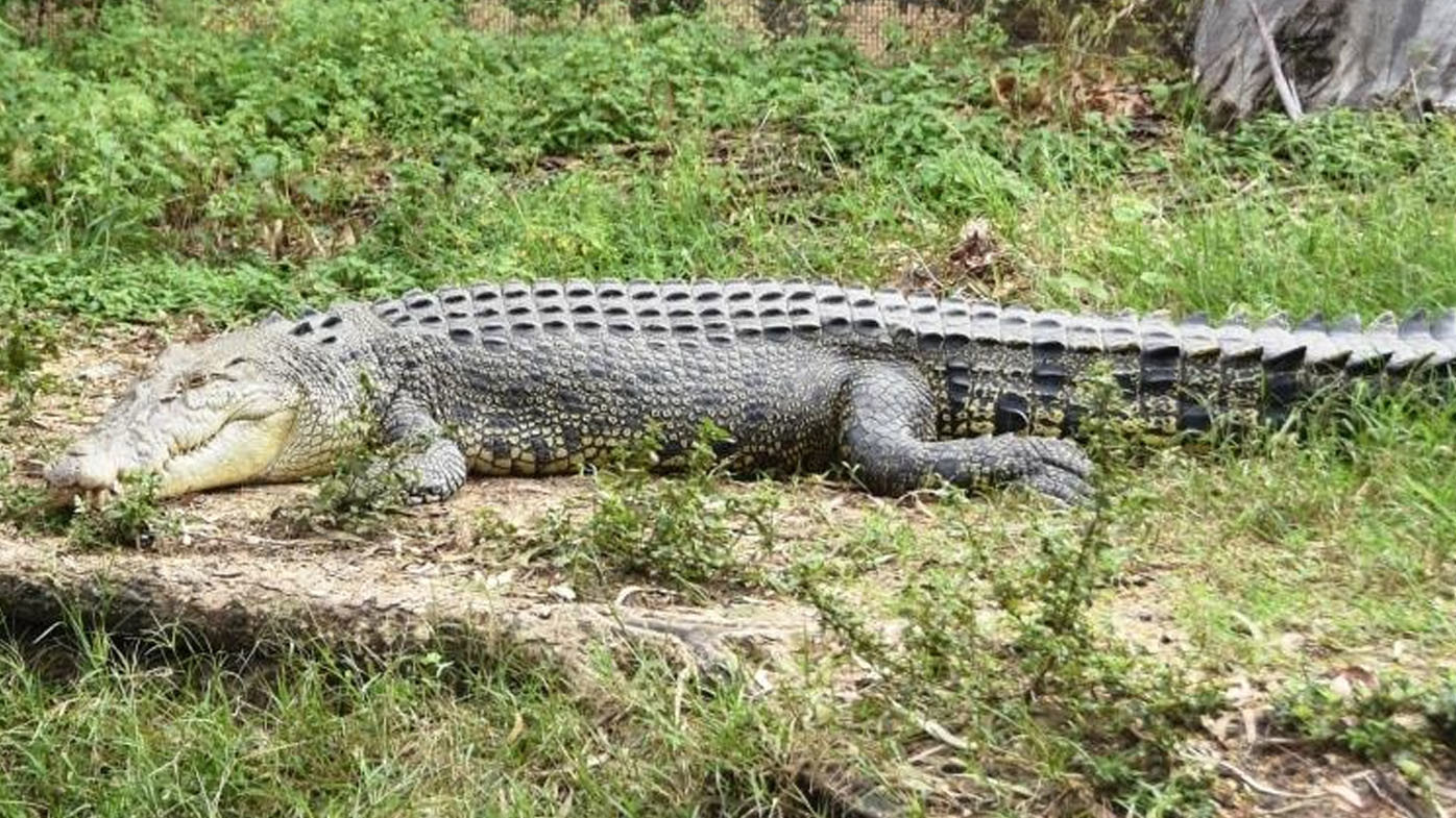 Crocodile's daring escape from wildlife sanctuary triggers evacuation