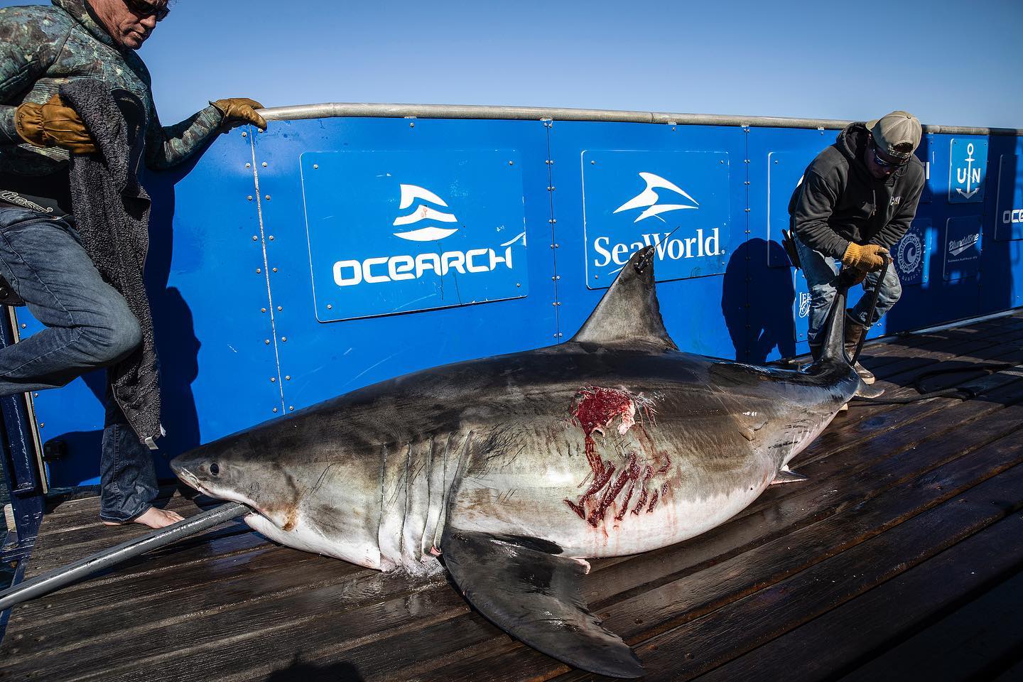 biggest shark in the world caught on video