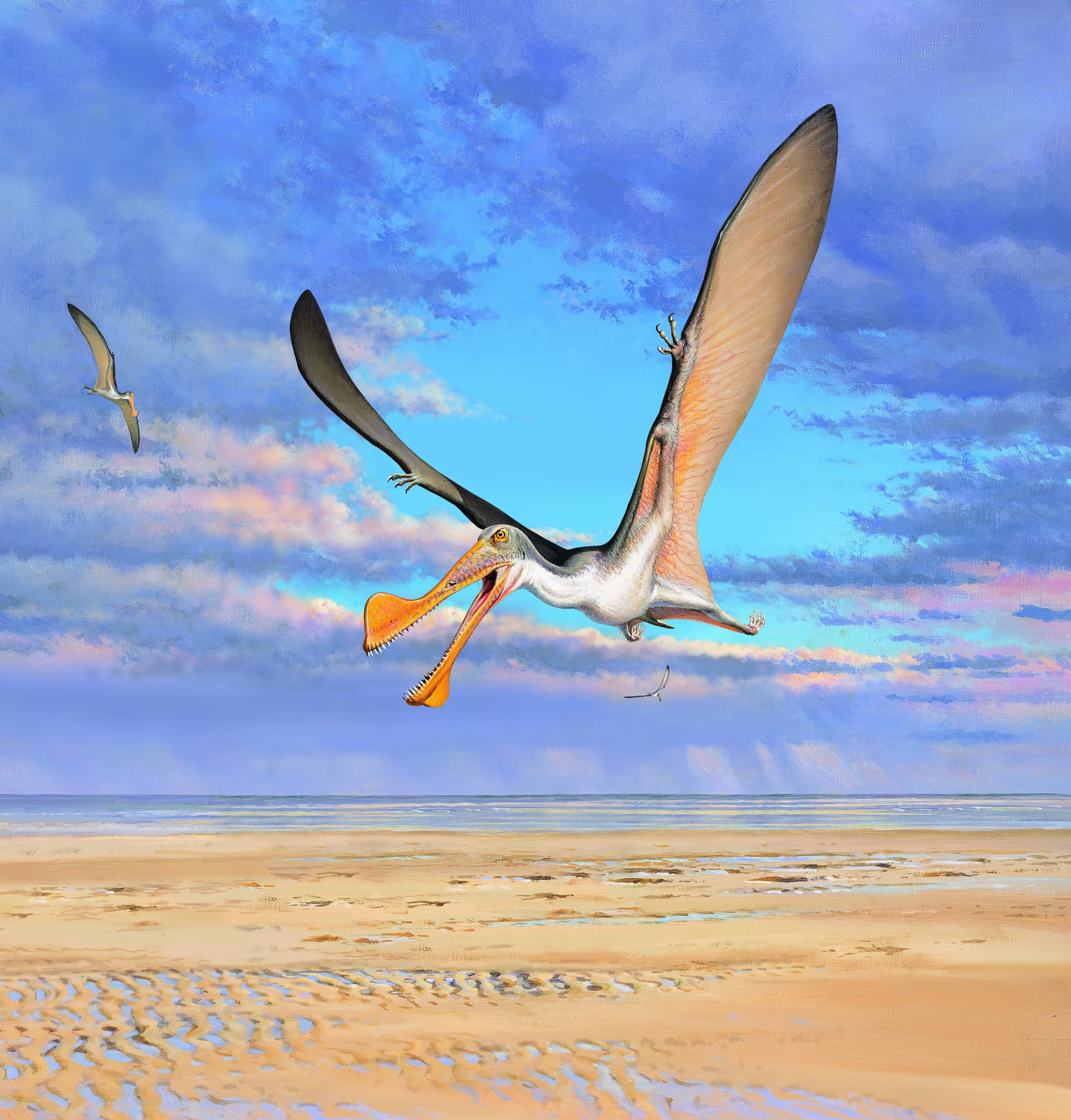 Pterosaurs are the earliest vertebrates known to evolve powered flight.