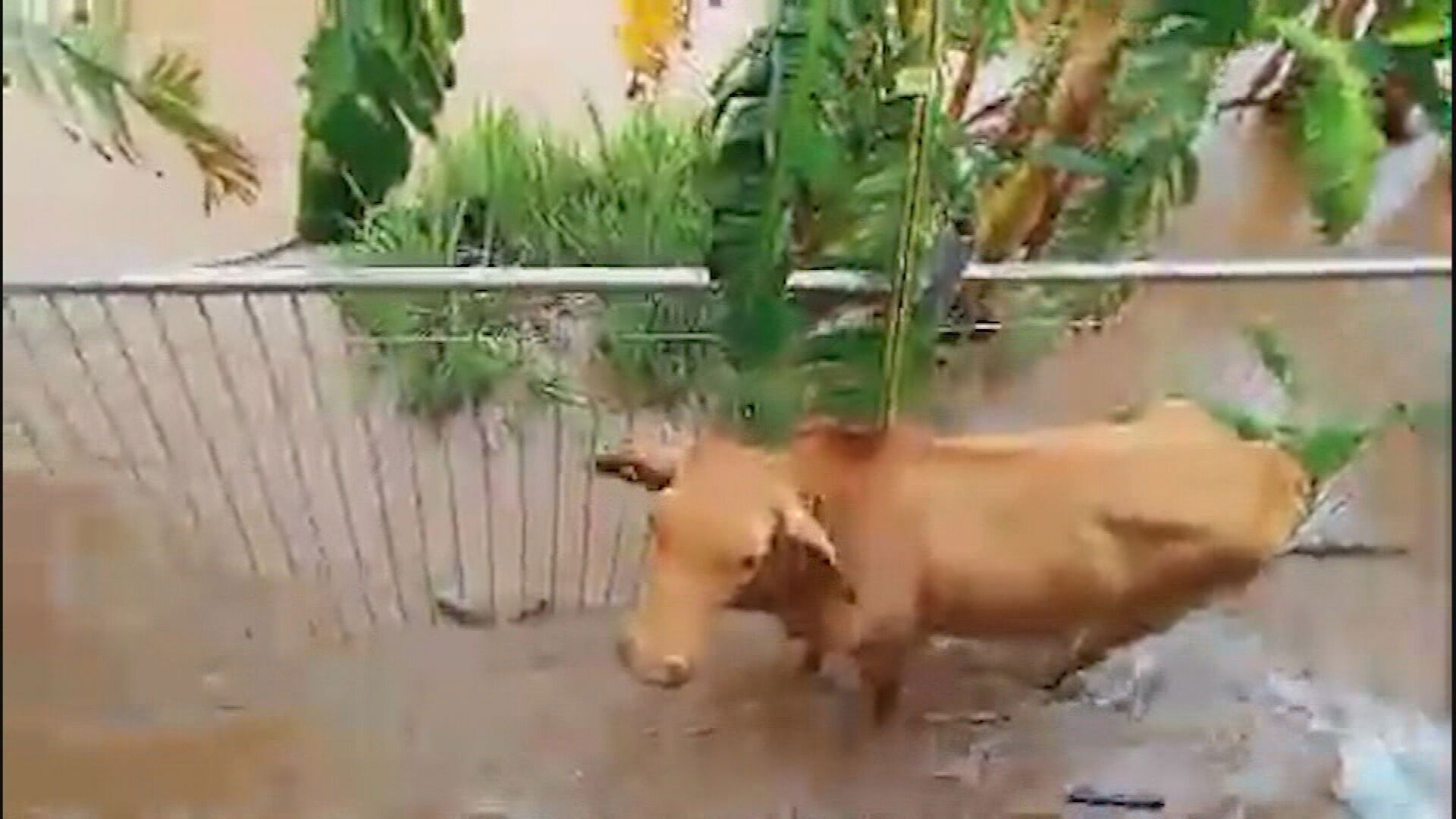 Animals are struggling to find shelter as floodwater continues to rise. 