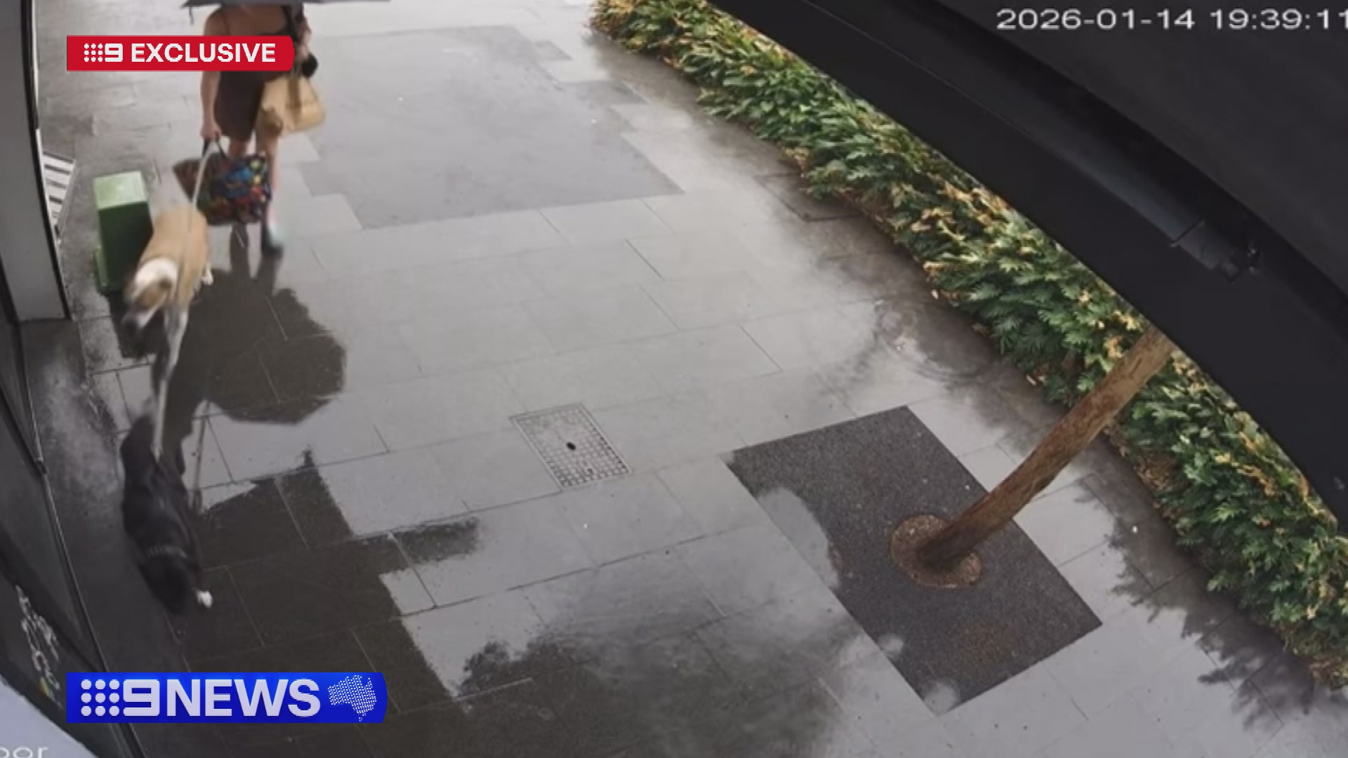 A dog has died after stepping on an electrified manhole on a Sydney street.