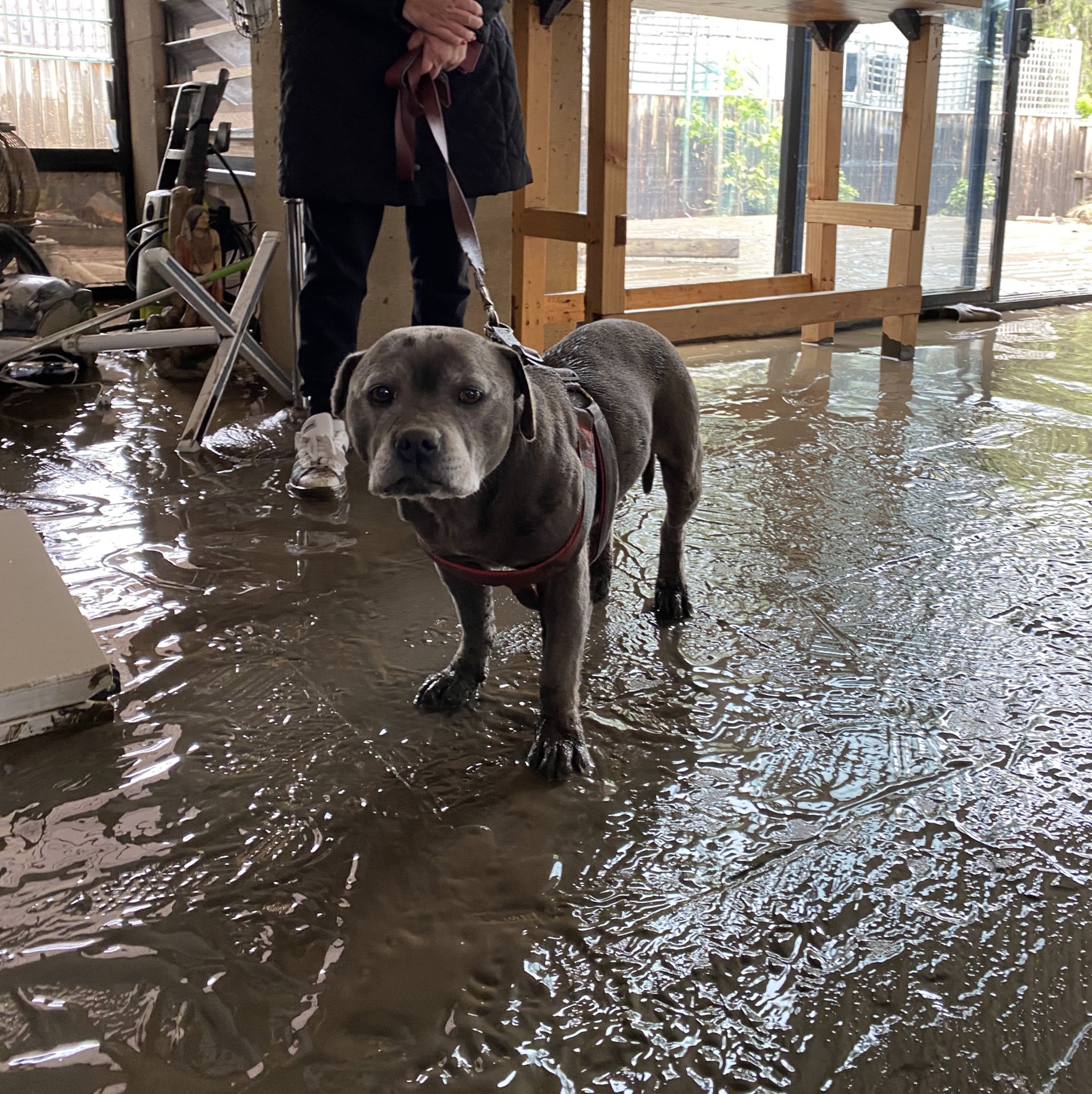 Missy the dog spent 24 hours trapped in a flooded Maribyrnong home.