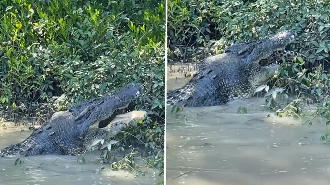 metre saltwater crocodile seen eating juvenile croc during Aussie ... Biology Diagrams
