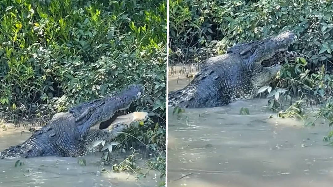 Most famous crocodiles in the NT