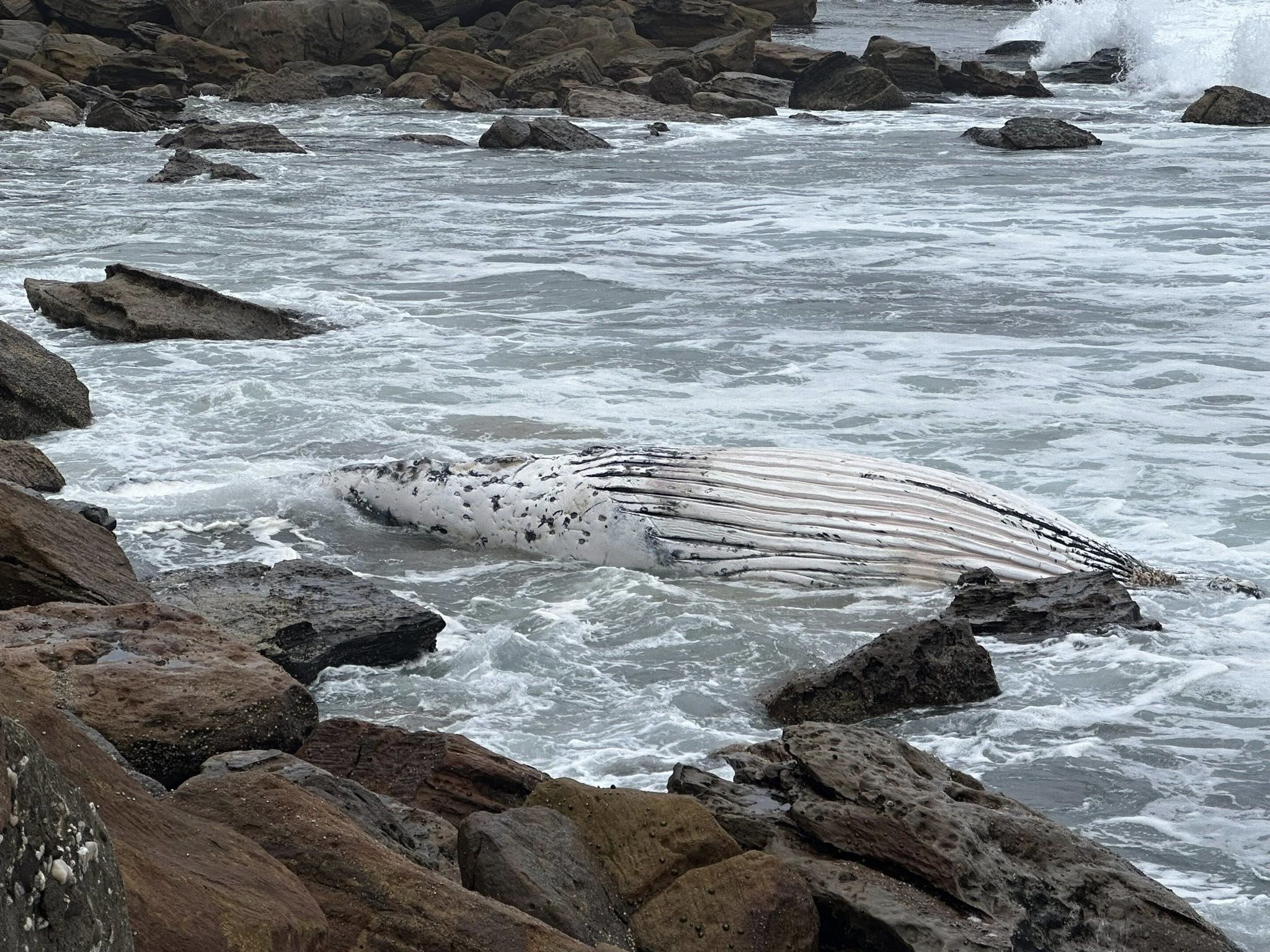 A two-year-old ﻿whale was reported floating upside down off Wombarra Beach, in northern Wollongong, with its tail and fin tangled in shark nets on Tuesday morning. 