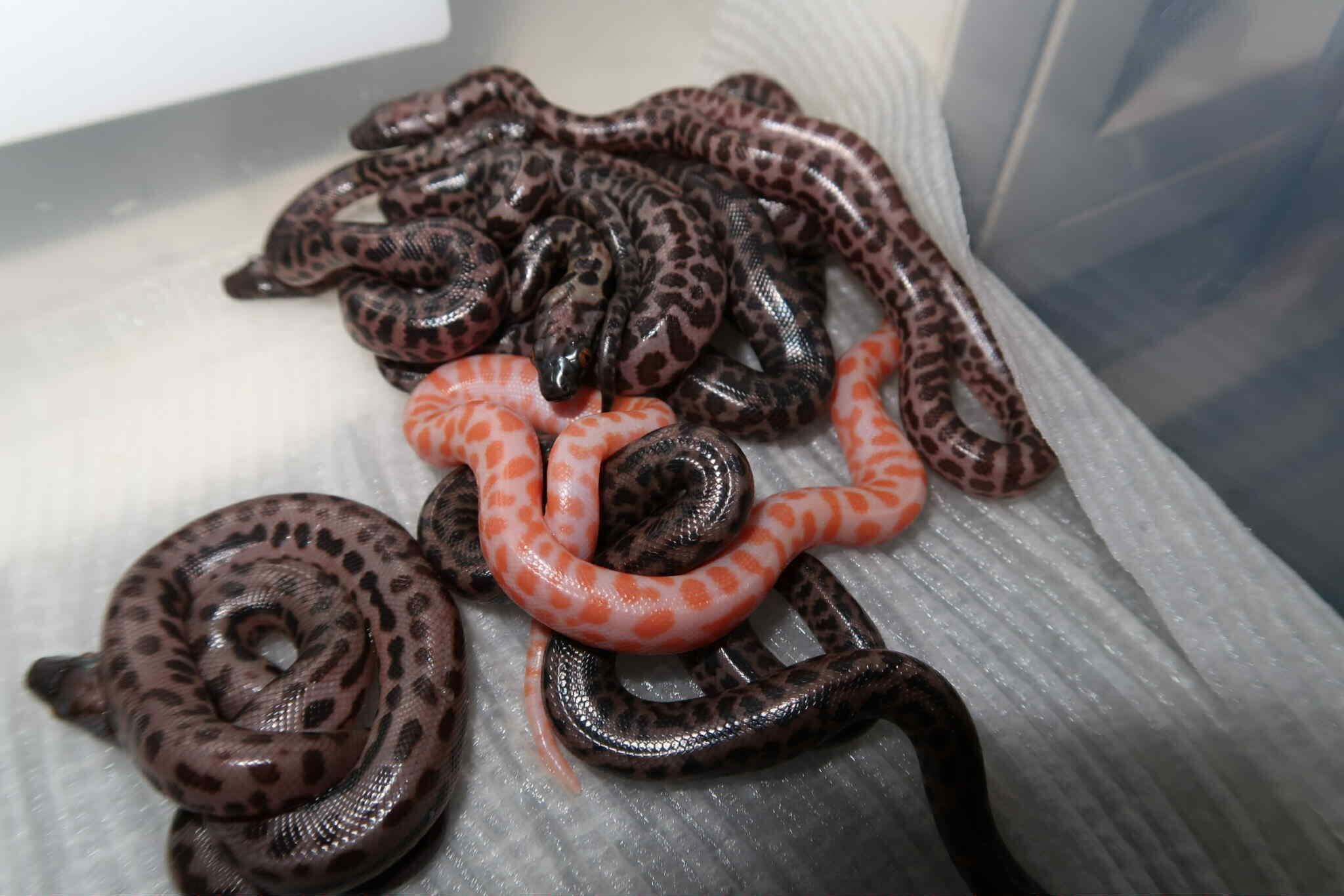 A clutch of freshly hatched pythons.