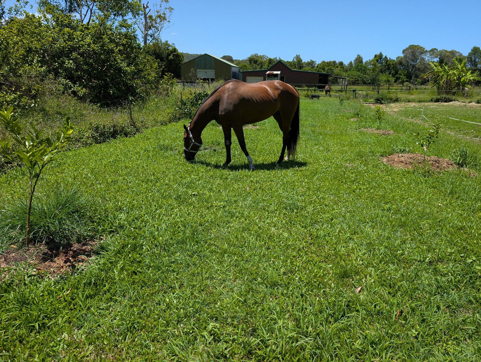 Farleigh Farms pastures horses and sells manure to the public.