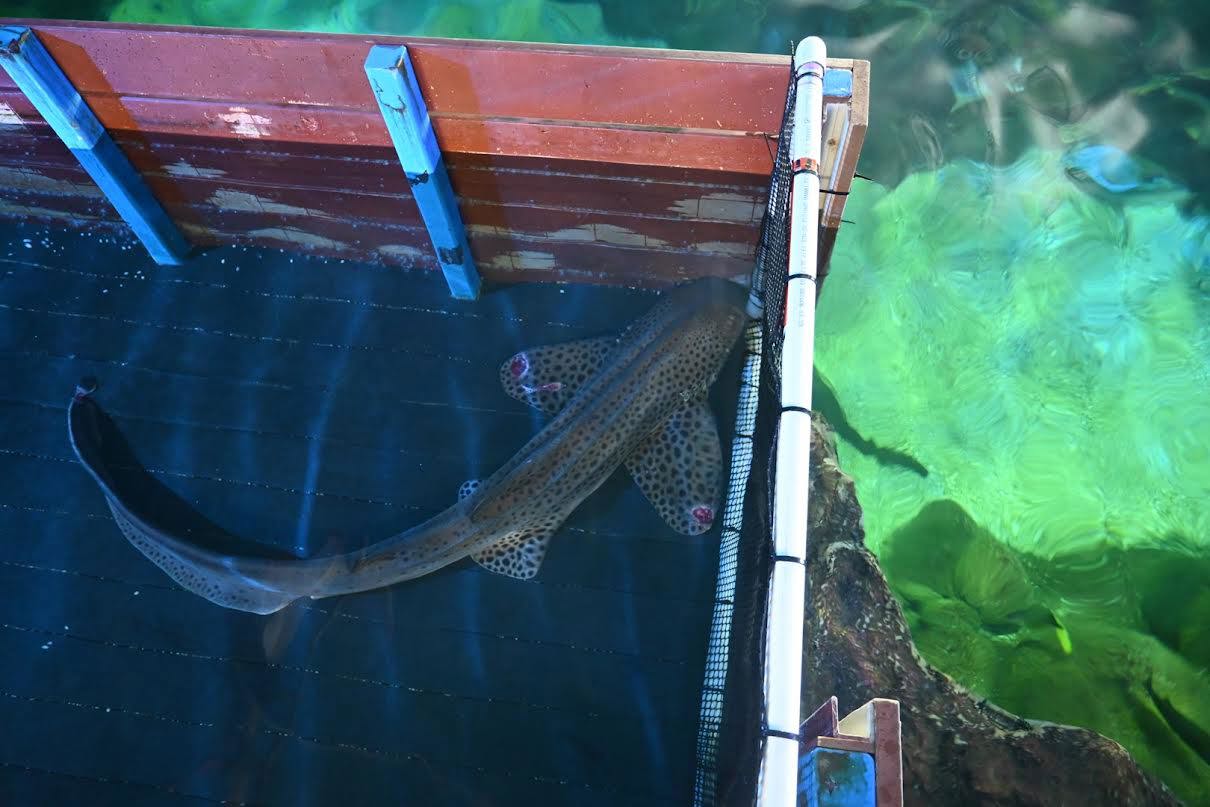 "Kiah" a zebra shark rests after having her bloods taken.