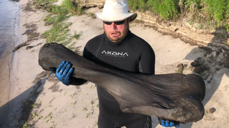 A pair of friends found a huge bone, which they believed is a mammoth thigh, in Florida.