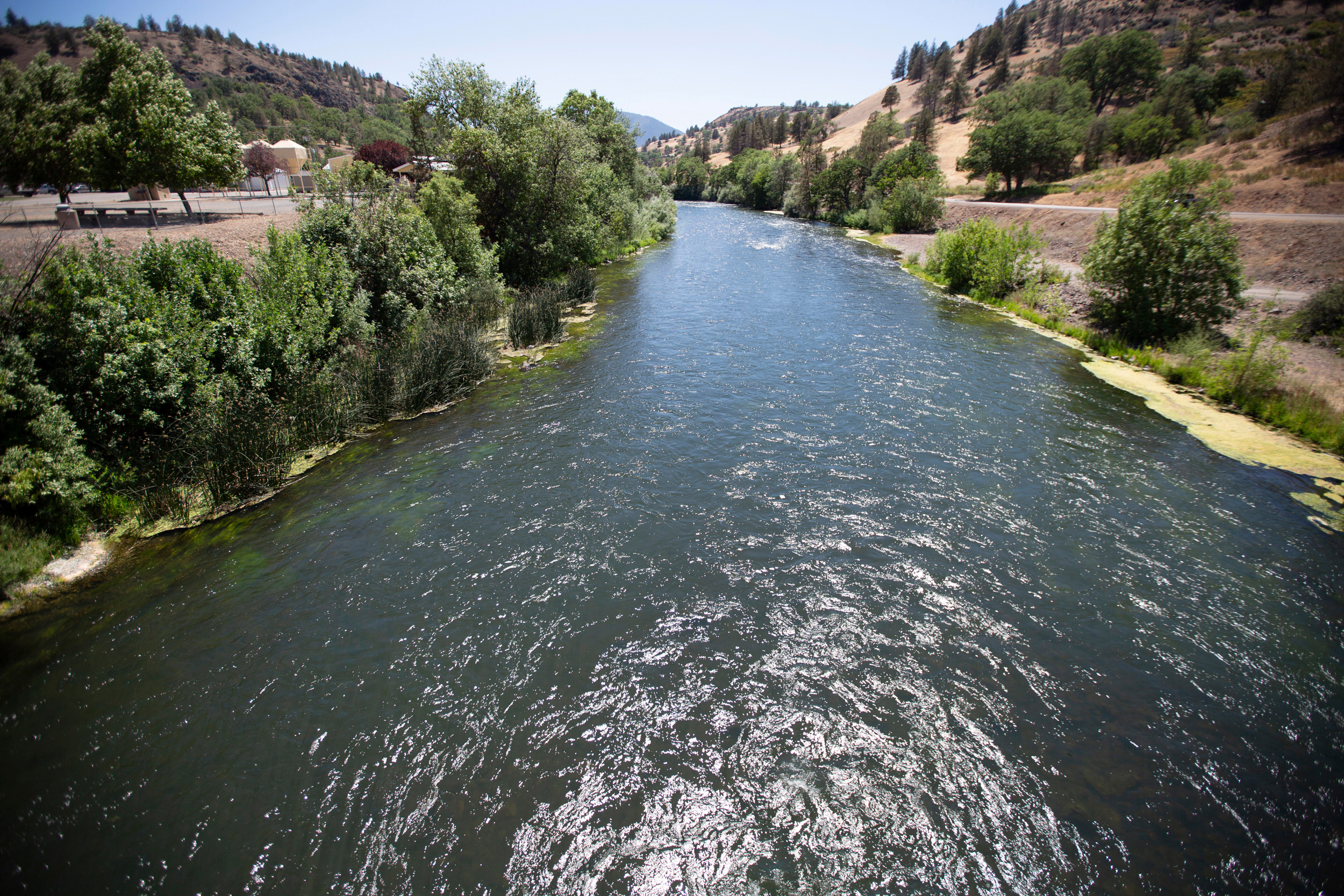 Baby salmon are dying in the thousands in one river and an entire run of endangered salmon could be wiped out in another as blistering heat waves and extended drought in the US West raise water temperatures and imperil fish from Idaho to California.