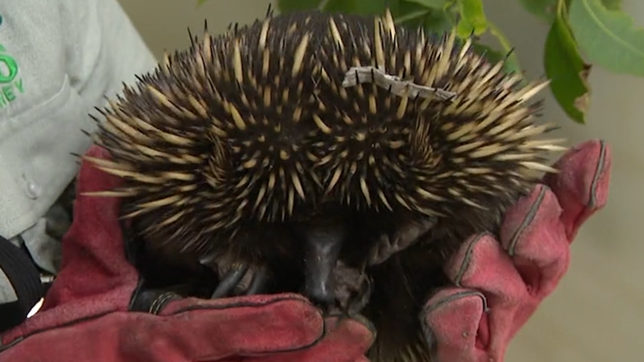 Gerald the echidna was stuck on a mattress floating through floodwater in Sydney's west a week ago.