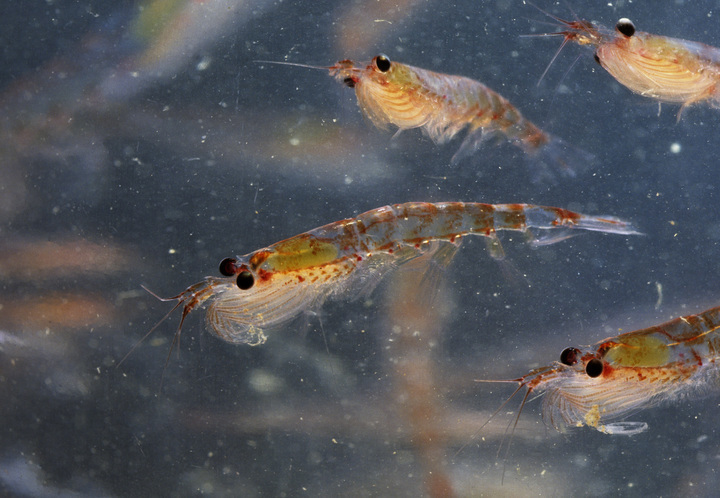 Antarctic krill. 