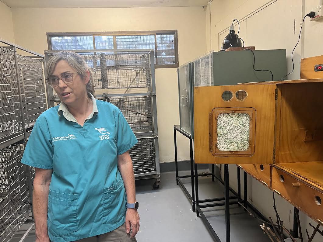 Liz Arthur said nearly all the patients we met, save a little penguin, had a run-in with humans.