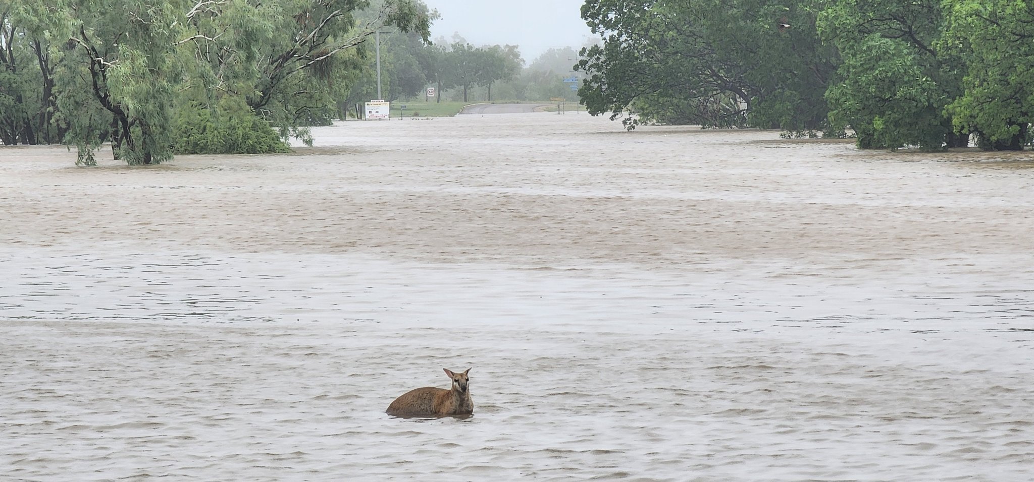 Fitzroy Crossing is one if the areas hardest hit, animals have been seen trying to flee the floodwater.